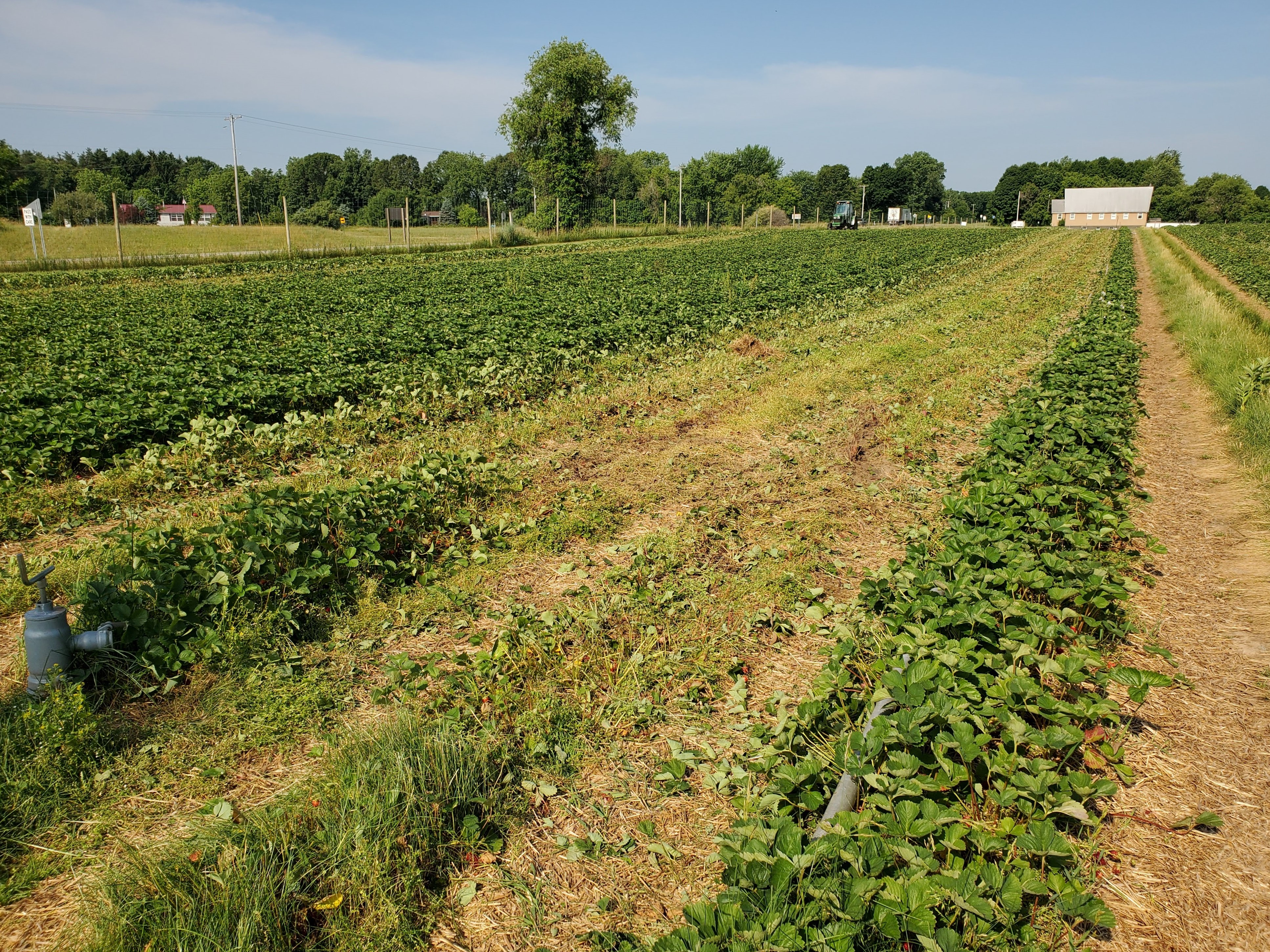 Mowing strawberries at renovation